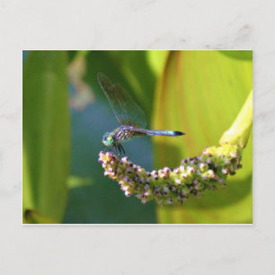 Teal eyed Dragonfly Vykort