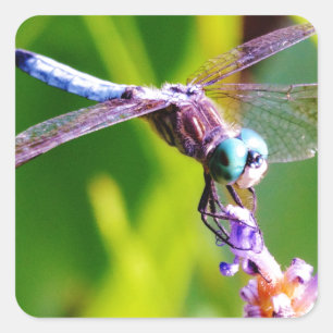 Teal & lila Dragonfly Fyrkantigt Klistermärke