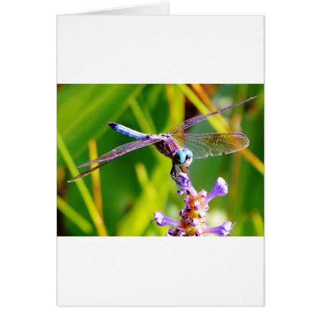 Teal & lila Dragonfly Hälsningskort (Framsidan)