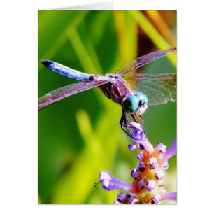 Teal & lila Dragonfly Hälsningskort