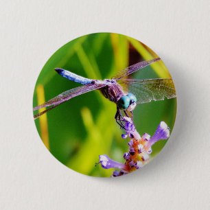 Teal & lila Dragonfly Knapp