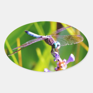 Teal & lila Dragonfly Ovalt Klistermärke