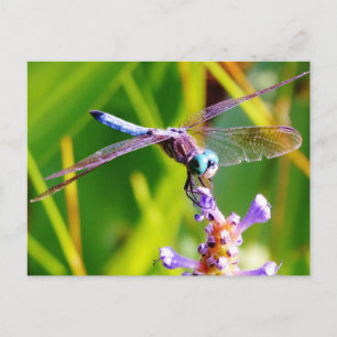 Teal & lila Dragonfly Vykort