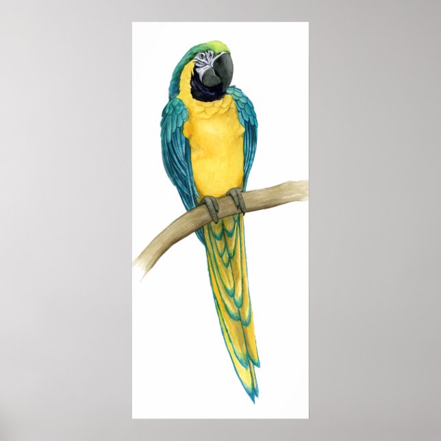 Teal Macaw Poster (Framsidan)