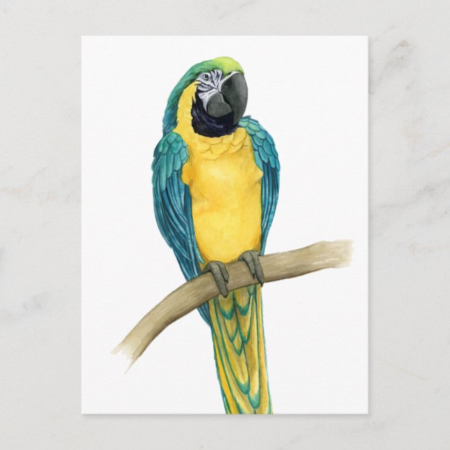 Teal Macaw Vykort (Framsida)