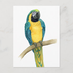 Teal Macaw Vykort