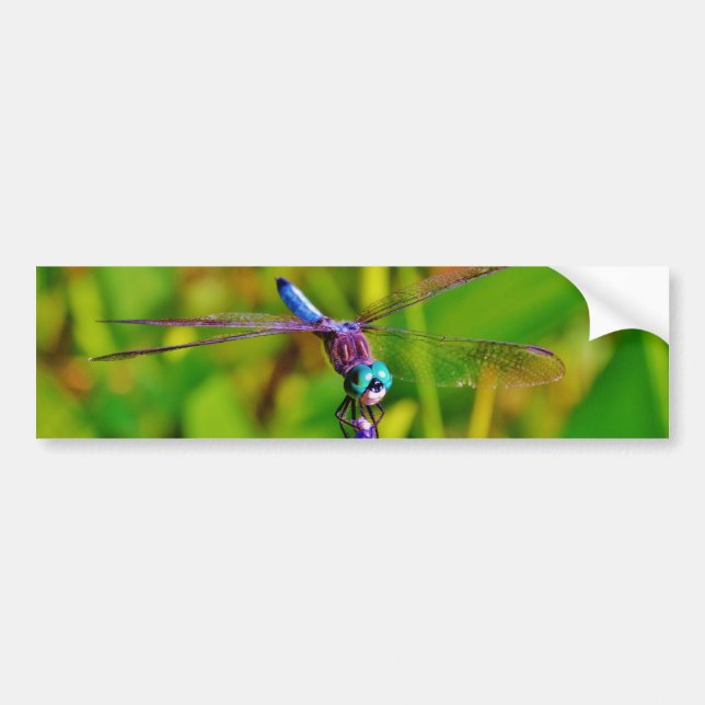 Teal Rainbow Dragonfly Bildekal (Framsidan)