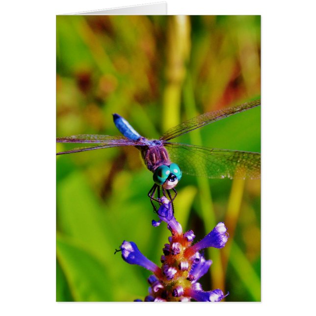 Teal Rainbow Dragonfly Hälsningskort (Framsidan)