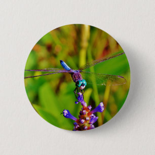 Teal Rainbow Dragonfly Knapp