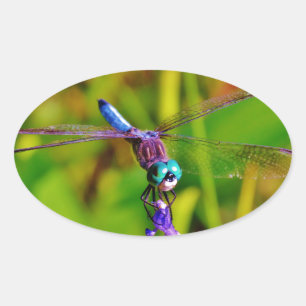 Teal Rainbow Dragonfly Ovalt Klistermärke