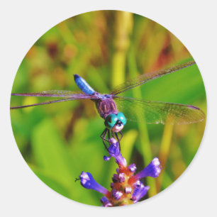 Teal Rainbow Dragonfly Runt Klistermärke