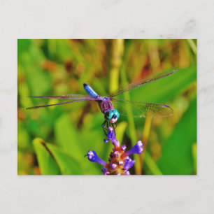Teal Rainbow Dragonfly Vykort