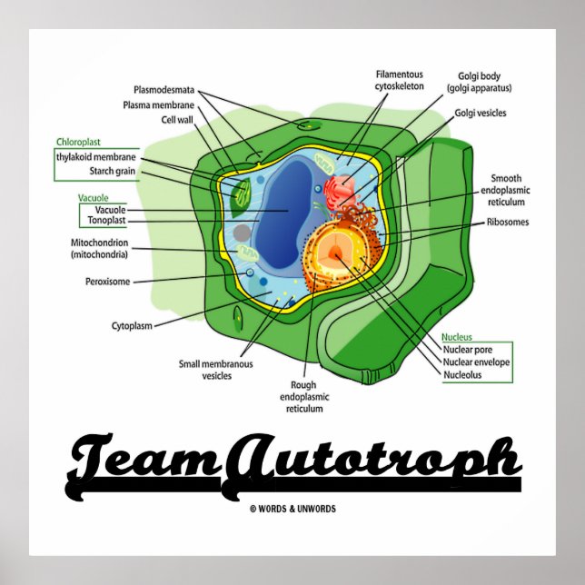 Team Autotroph (Plant Cell Biology) Poster (Framsidan)