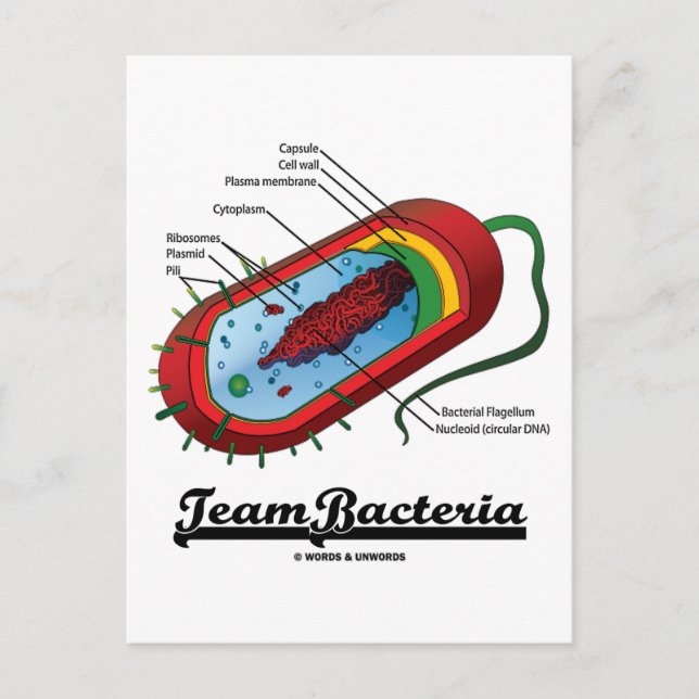 Team Bacteria (Prokaryote) Vykort (Framsida)