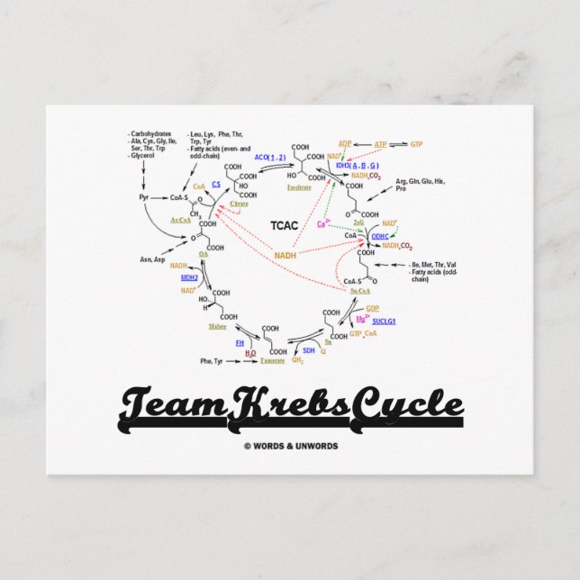 Team Krebs Cycle (Citric Acid Cycle - TCAC) Vykort (Framsida)