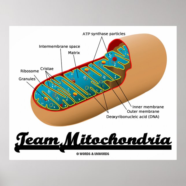 Team Mitochondria (Mitochondrion Humor) Poster (Framsidan)
