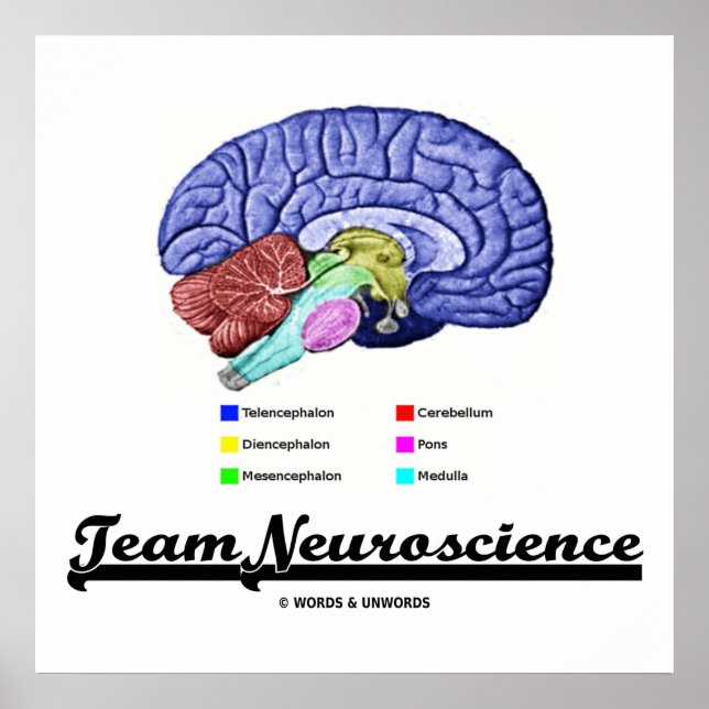 Team Neuroscience (Brain Anatomy Attitude) Poster (Framsidan)