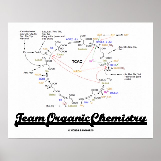 Team Organic Chemistry (Krebs Cycle TCAC) Poster (Framsidan)