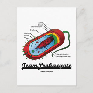 Team Prokaryote (Bacteria) Vykort