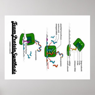 Teamproteinsyntes (biologi) poster