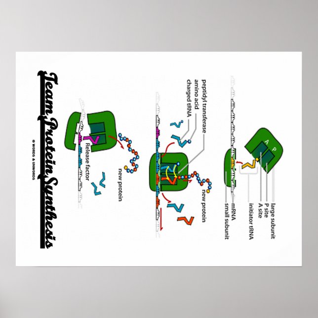Teamproteinsyntes (biologi) poster (Framsidan)