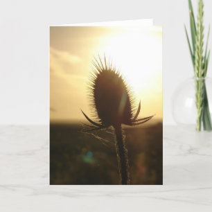 Teasel Sunset Kort