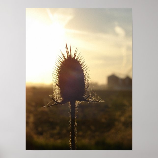 Teasel Sunset Poster (Framsidan)