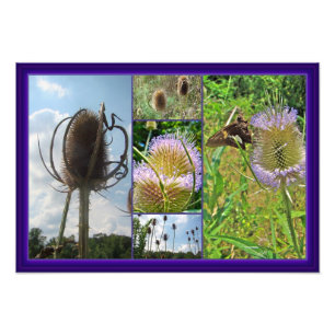 Teasel Thistle - Dipsacus fullonum Fototryck
