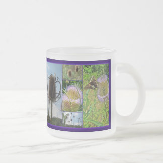 Teasel Thistle - Dipsacus fullonum Frostad Glasmugg