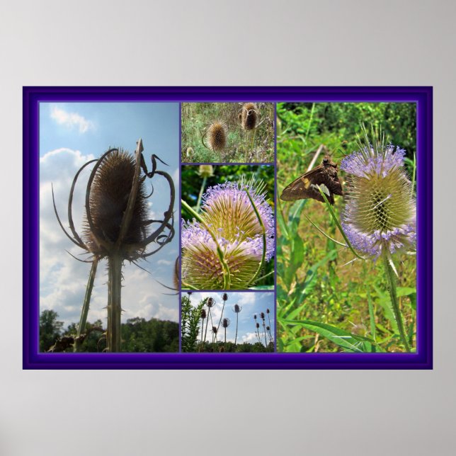 Teasel Thistle - Dipsacus fullonum Poster (Framsidan)