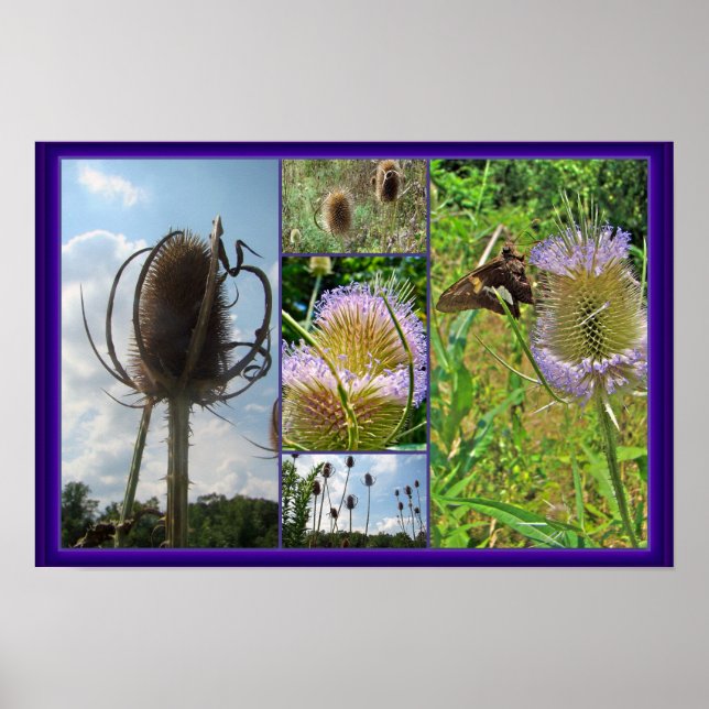 Teasel Thistle - Dipsacus fullonum Poster (Framsidan)