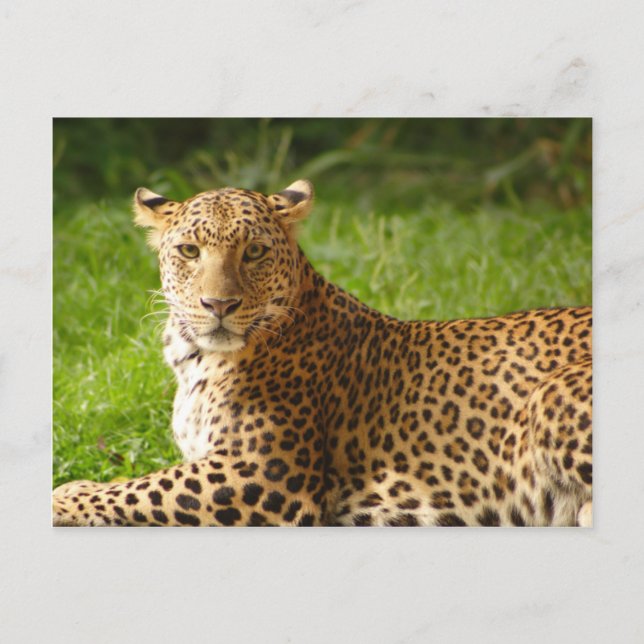 Tec Boy Postcard - Leopard Vykort (Framsida)