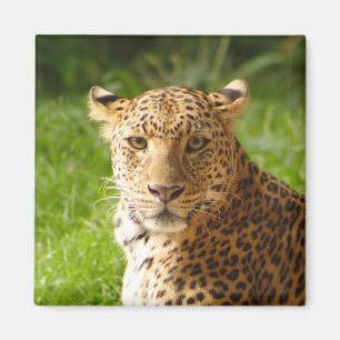 TecBoy magnet - Leopard