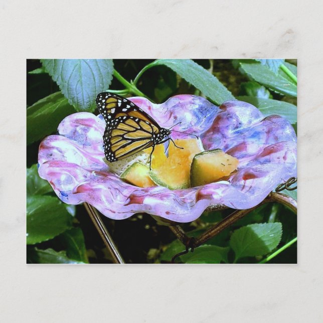 Tecknad av fjäril vykort (Framsida)