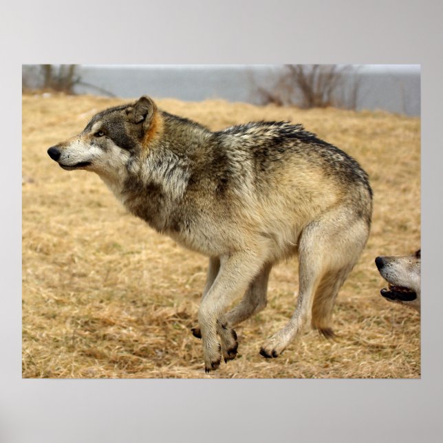 Tecknadens Varg Shot Poster (Framsidan)