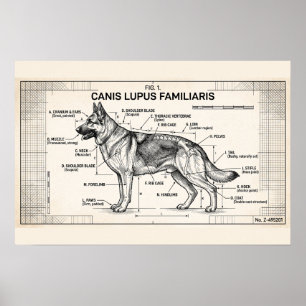 Teckning För Tysk Schillerhund Poster
