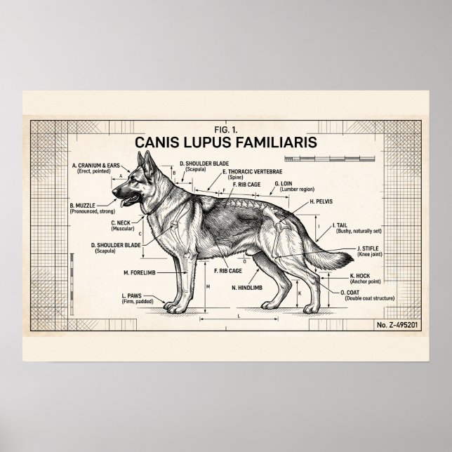 Teckning För Tysk Schillerhund Poster (Framsidan)