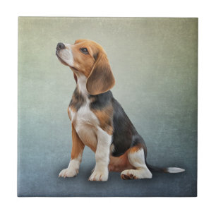 Teckning Hund Beagle 7 Kakelplatta