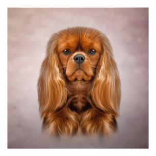 Teckning Hund Cavalier Kung Charles Spanska Fototryck