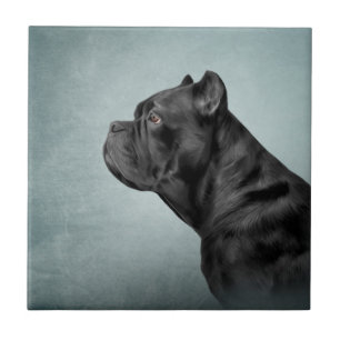 Teckning hund Käpp Corso - Italienska Mastiff Kakelplatta