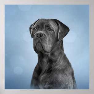 Teckning hund Käpp Corso - Italienska Mastiff Poster