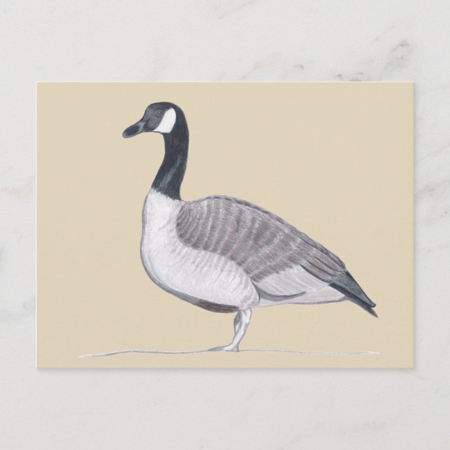Teckning i Goose Ställande på Sand Postcards Vykort (Framsida)