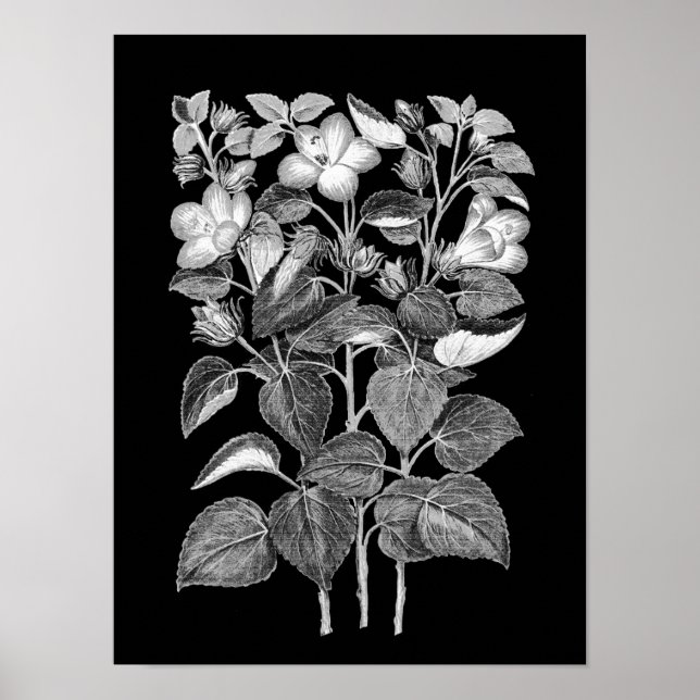 Teckning i italienska Hibiscus-blommor Poster (Framsidan)