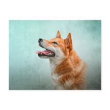 Teckning Japansk Shiba Inu hund