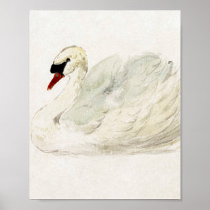 Teckning svan av Aert Schouman Poster