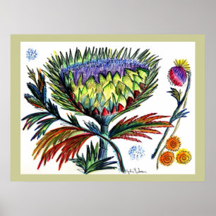 Teckning Thistle42 Poster