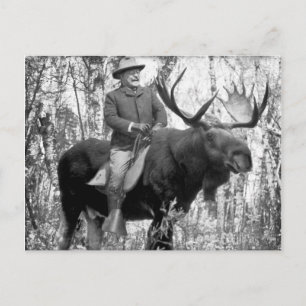 Teddy Roosevelt som rider en tjurälg Vykort