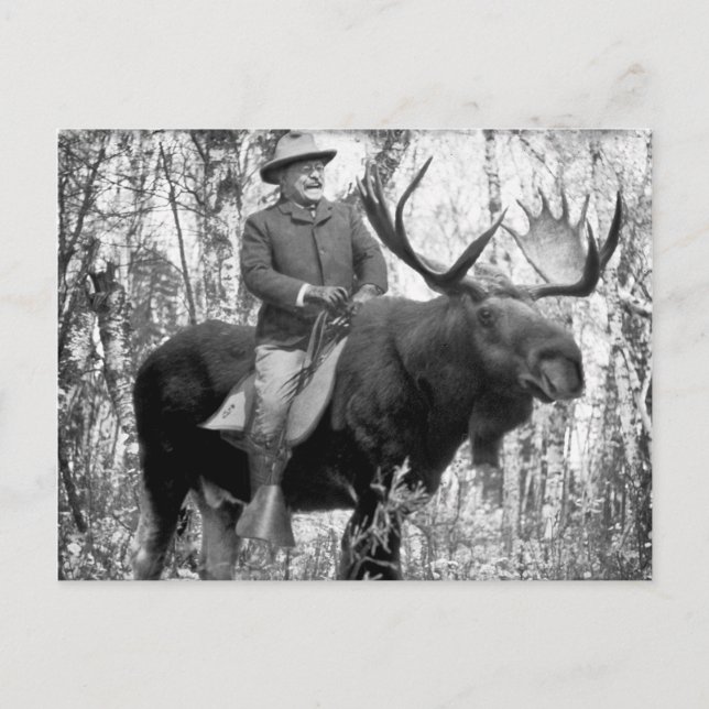 Teddy Roosevelt som rider en tjurälg Vykort (Framsida)