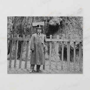 Teddy Roosevelt vid Big Träd Grove Santa Cruz Vykort