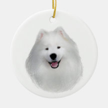 Teddy samoyed